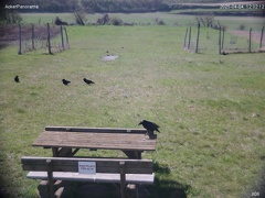 acker250404-120215 grund