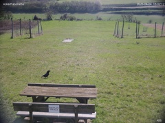 acker250404-150214 grund